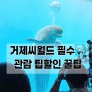 작전야외공연장 야외공연장 | [공지] 거제씨월드 관람 꿀팁 5가지 🐬 스플래시존·포토타임·좌석 추천까지!