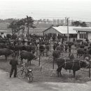 수원-1006 이미지