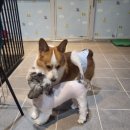 멍멍나래 이미지