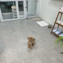 무거동 강아지 미용실 이미지