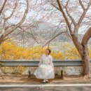 여수마을1 | 여수 벚꽃 명소 승월마을 개화 2026 실시간