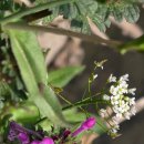 두리장식 이미지