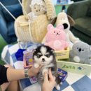 데려가개 이미지