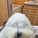 펫미용 네이버블로그
