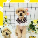 댕실 댕실 이미지