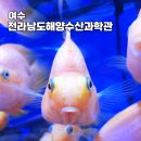 웅천동 이순신도서관 입구앞 | 여수 실내 아이와 가볼만한 곳 해양수산과학관 아쿠아리움