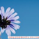 흔들리며 피는 꽃 이미지