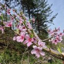 4/18일 복숭아꽃 지기 시작 이미지