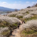 신광사 | 진주 매화숲 매화 명소｜경남 봄꽃 사진 찍기 좋은 곳