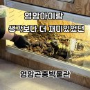 영암 아이랑 갔다가 메뚜기 잡기에 빠진 영암곤충박물관 후기