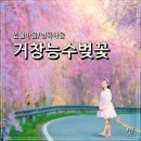 거창군남상면임불보건진료소 | 거창능수벚꽃 - 임불마을과 병곡마을