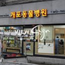 개포동물병원 네이버블로그
