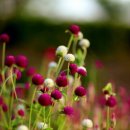 가야 농장 이미지