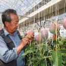 애플망고 이미지