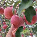 미화농장 이미지