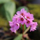 남재경로당 | 오늘은 24절기 중 첫 번째 절기인 입춘(立春)입니다.