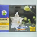 곰실푸드 홍천 백도라지즙, 아이도 잘 먹는 배도라지즙 후기