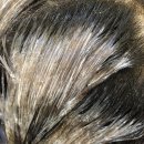 :쏭 Hair