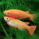 77수족관 이미지