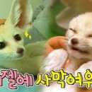 애니멀 체가 이미지