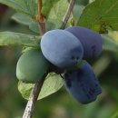 허니농장 이미지