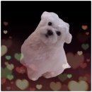 단비네펫살롱 이미지