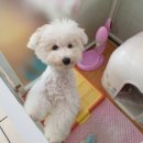 똥꼬발랄 이미지