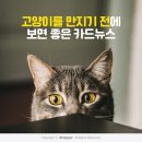 2023.1.24.(수)고양이와 친해지려면~ 이미지