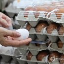 8천원도 놀랐는데 이젠 9천원…계란값 왜 안 잡히나 이미지