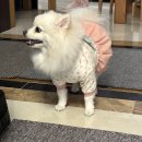 베베멍 | [후기] 귀여운 강아지 한복 - 멍베베