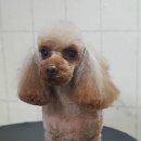 구피애견 이미지