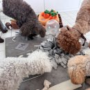 원주유치원 이미지