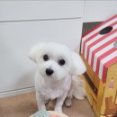 초롱애견 이미지