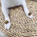 레이지파우스 | 강아지 관절 영양제 동결건조 스테이로얄 관절트릿 후기