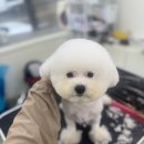 상아 이미지