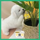 퍼피댕 강아지분양 안심분양소 청주점 말티푸미니비숑토이푸들 이미지