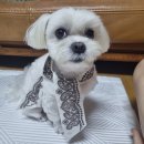 [런던 쇼핑리스트] 직접 구매한 런던여행 기념품: 비비안웨스트우드부터 위스키까지