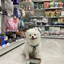 댕냥이 슈퍼마켓 이미지