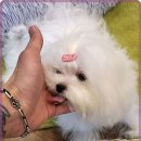 멍벤져스 이미지