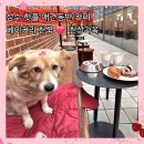 2705 | 성수 애견동반 카페 천상가옥 카리나 1박2일도 다녀간 핫플 내돈내산 단골 후기