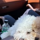 포천 럭스제이 애견펜션 이미지