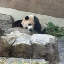 세컨비 | ☔️26년 4월 비오는 날 에버랜드 임산부 후기 (🐼판다하우스,판다 세컨하우스,사파리랜드, 사막여우, 김밥...