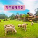 평화목장 | 제주도 애월 펜션 숙소 게하 제주양떼목장 제주양떼목장, 자연 속 힐링