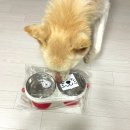 꼬마강아지 | 강아지 식기 추천 (반려견 식기) - 젤리 꼬마 밥상