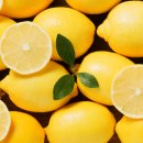 레몬의 꿈 이미지