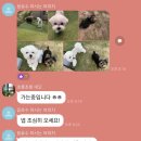 몽글몽글 펫 네이버블로그