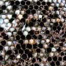 ▼ 꿀벌의 해충. ① 꿀벌응애 이미지