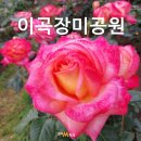추억의 우체통(깨친 | 대구이곡장미축제 이후 여전히 예쁜 향 가득한 이곡장미공원