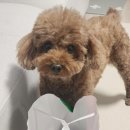 방댕살롱 이미지