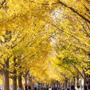 은행나무길 이미지